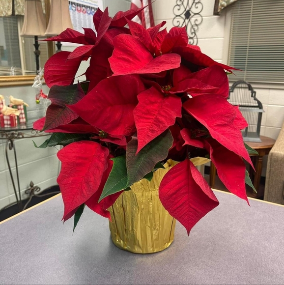 Meet your Posher, Warda - Picture 1 of 1